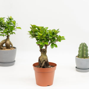 Ficus Ginseng in Nursery Pot