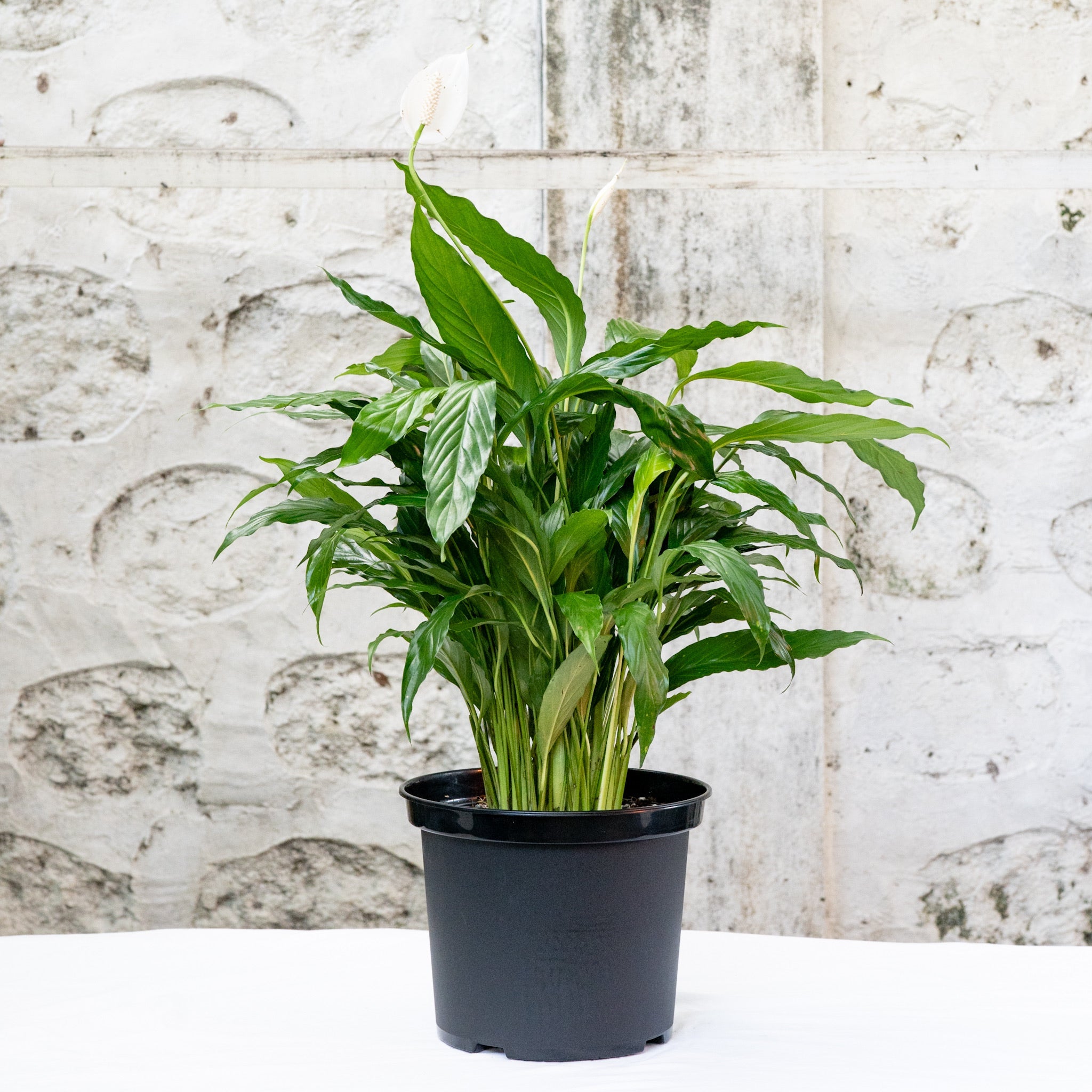 peace lily price philippines Peace Lily (M) in Nursery Pot – Shopleaf Plant Studio