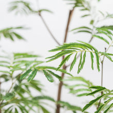 将图片加载到图库查看器，Everfresh Tree (L) in Nursery Pot