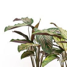 Load image into Gallery viewer, Calathea Sanderiana (M) in Ecopots