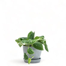 Load image into Gallery viewer, Silvery Ann Pothos (S) in Ecopots