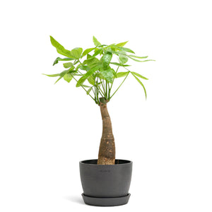 Bonsai Money Plant (M1) in Nursery Pot