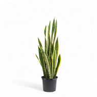Yellow Snake Plant (L) in Nursery Pot
