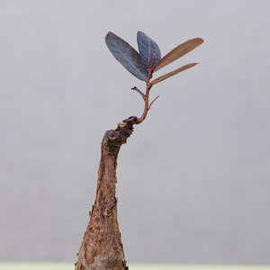 Phyllanthus mirabilis in Ecopots