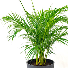 Load image into Gallery viewer, Butterfly Palm (M1) in Nursery Pot