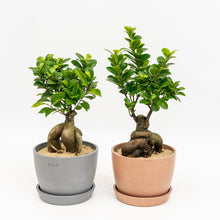 Load image into Gallery viewer, Ficus Ginseng in Ecopots