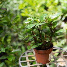 将图片加载到图库查看器，Peperomia Red Margin (M) in Nursery Pot