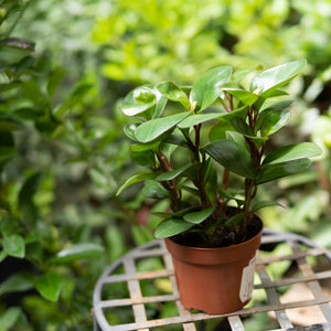 Peperomia Red Margin (M) in Nursery Pot