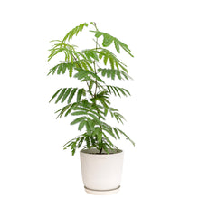 将图片加载到图库查看器，Everfresh Tree (M1) in Ecopots