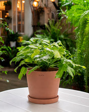 Load image into Gallery viewer, Variegated Philodendron Xanadu (S) in Ecopots
