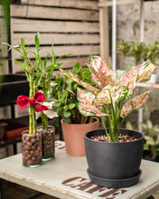 Load image into Gallery viewer, Lucky Bamboo (S) Uprooted