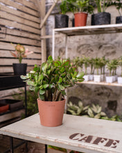 Load image into Gallery viewer, Jade Plant (M) in Ecopots