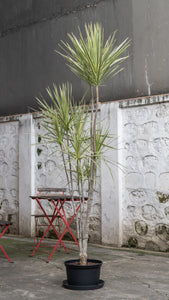 Dracaena Marginata ‘White’ in Nursery Pot