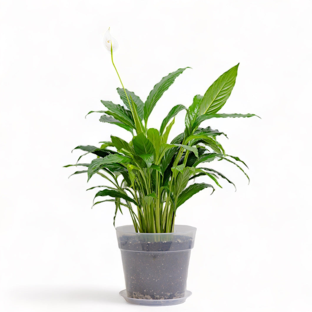 Peace Lily (M) Clear Pot