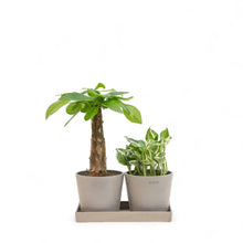 Load image into Gallery viewer, Bonsai Money Plant (S2) in Nursery Pot