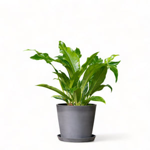 Anthurium Jungle Bush (L) in Ecopots