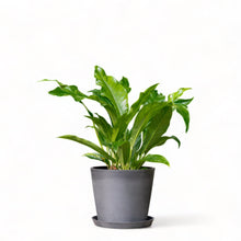 Load image into Gallery viewer, Anthurium Jungle Bush (L) in Nursery Pot