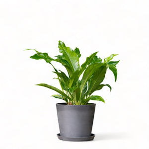 Anthurium Jungle Bush (L) in Nursery Pot