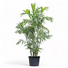 Load image into Gallery viewer, Bamboo Palm (L) (5-6 ft.) in Nursery Pot