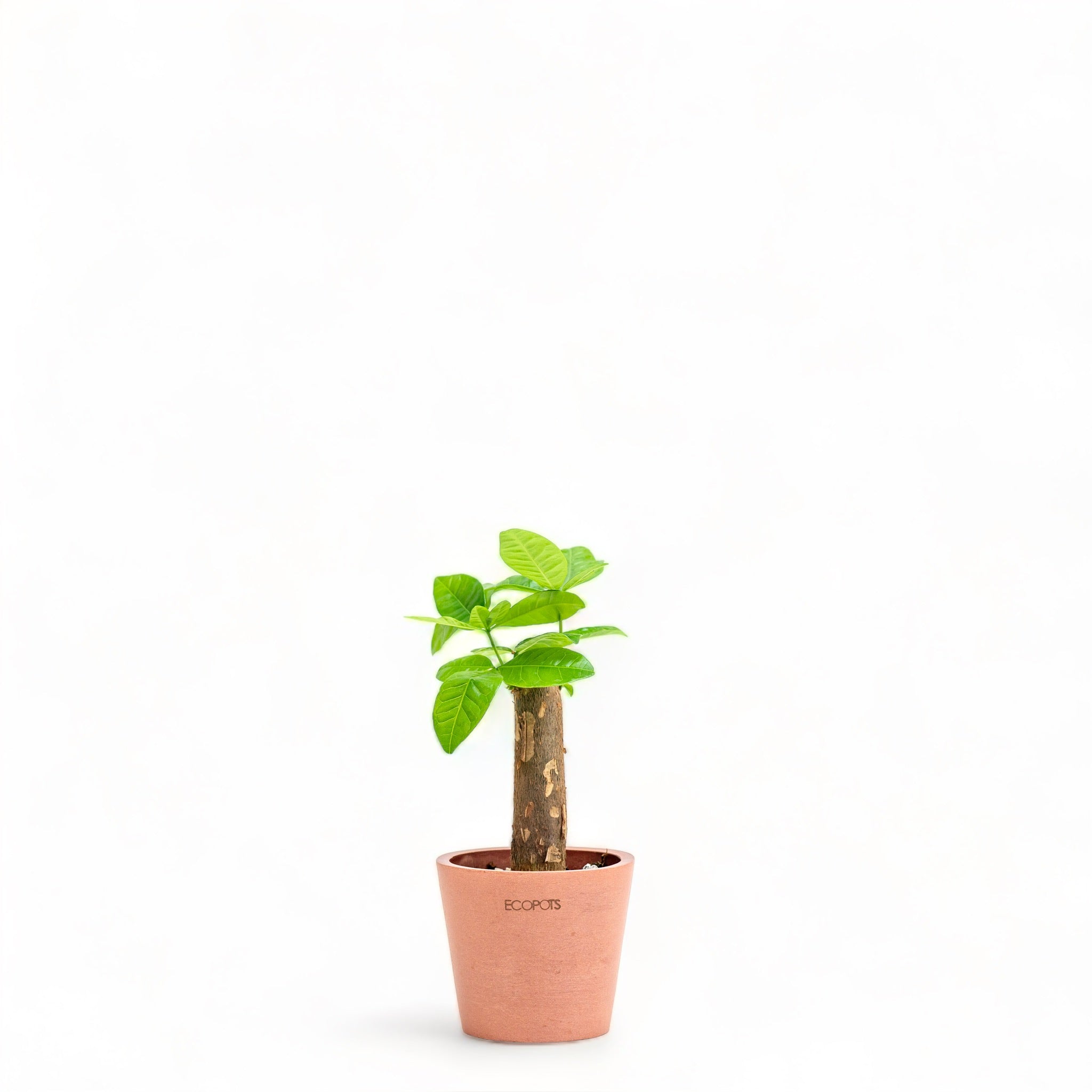 money plant philippines Bonsai Money Plant (XS) in Ecopots – Shopleaf Plant Studio