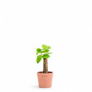 Bonsai Money Plant (XS) in Ecopots