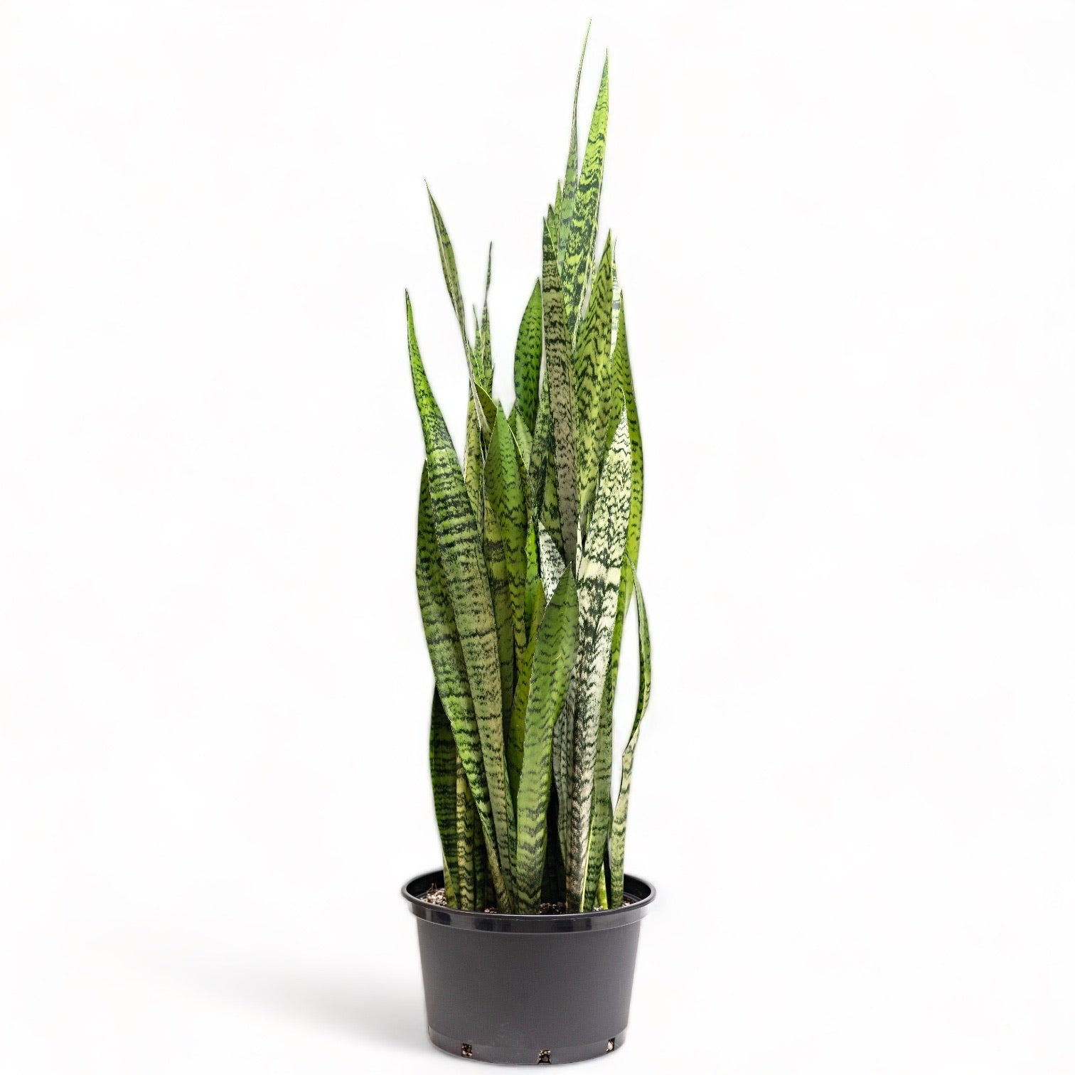 snake plant price philippines Green Snake Plant (XL) in Nursery Pot – Shopleaf Plant Studio