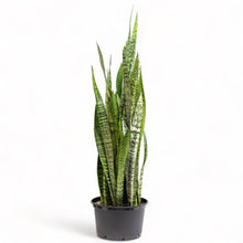 Load image into Gallery viewer, Green Snake Plant (XL) in Nursery Pot