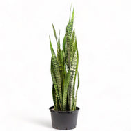 Green Snake Plant (XL) in Nursery Pot