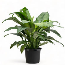Load image into Gallery viewer, Lush Sensation Plant (L) in Nursery Pot