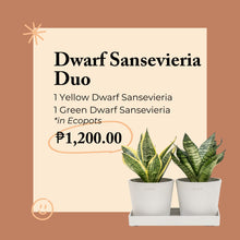 将图片加载到图库查看器，Dwarf Sansevieria Duo in Ecopots