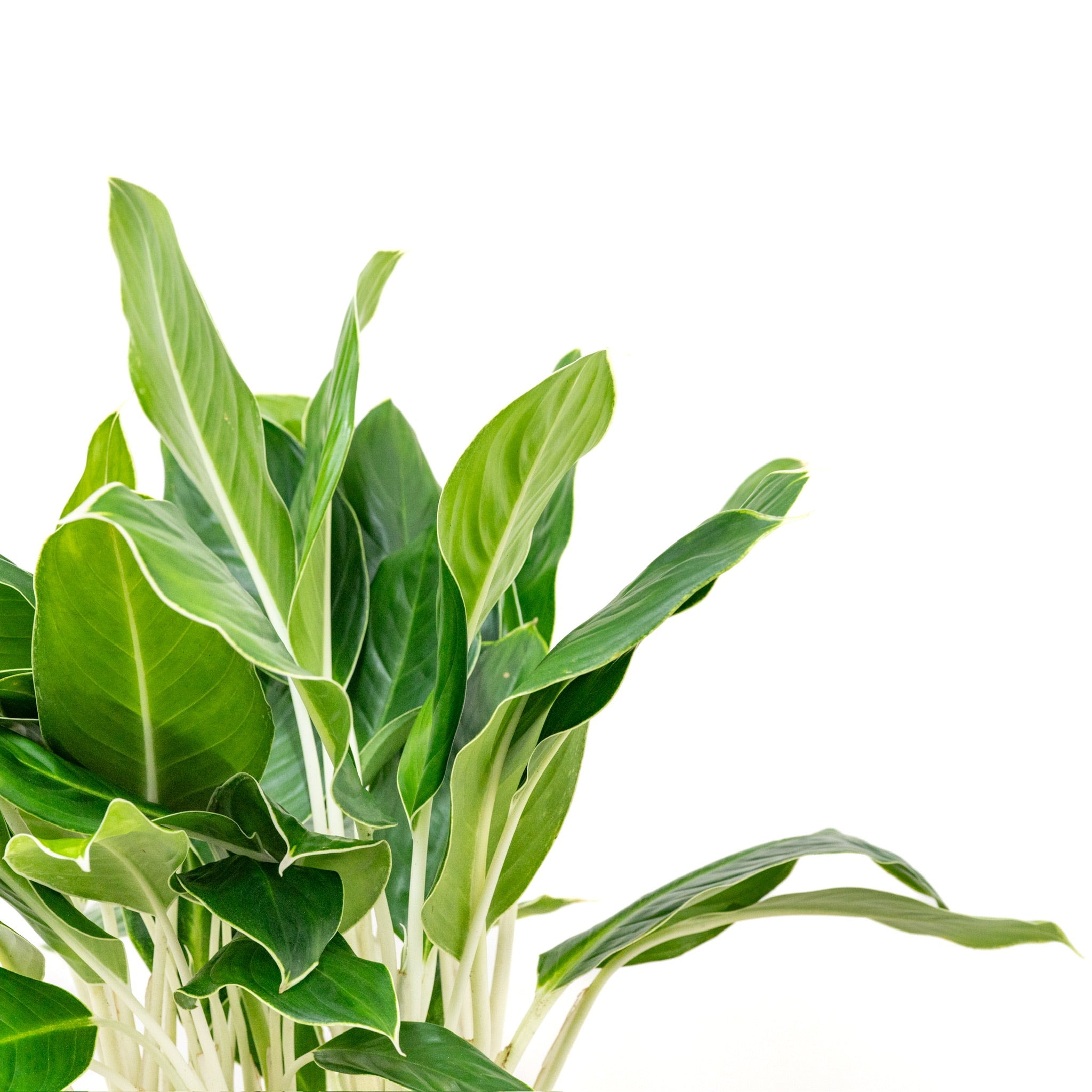 vigoro aglaonema white edge Aglaonema White Edge (M) in Nursery Pot – Shopleaf Plant Studio