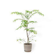 Suamei (M2) in Nursery Pot