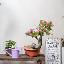 Load image into Gallery viewer, Bonsai Bougainvillea