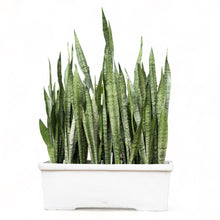Load image into Gallery viewer, Green Snake Plant in Concrete Rectangular Pot