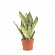 Load image into Gallery viewer, Sansevieria Moonshine (M) in Nursery Pot