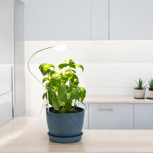 Load image into Gallery viewer, Basil Kitchen Set in Ecopots