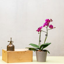 Load image into Gallery viewer, Fuchsia Orchid (M) in Ecopots