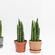 Load image into Gallery viewer, Sansevieria Fat Boy in Ecopots (S)