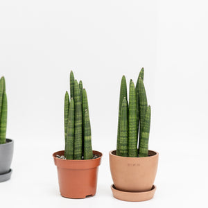 Sansevieria Fat Boy in Ecopots (S)