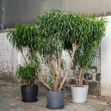 Load image into Gallery viewer, Dracaena Anita (XL) in Ecopots