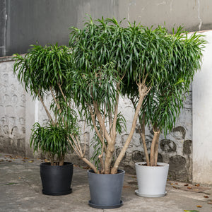 Dracaena Anita (XL) in Ecopots