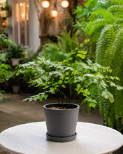 Load image into Gallery viewer, Maidenhair Fern (M) in Ecopots