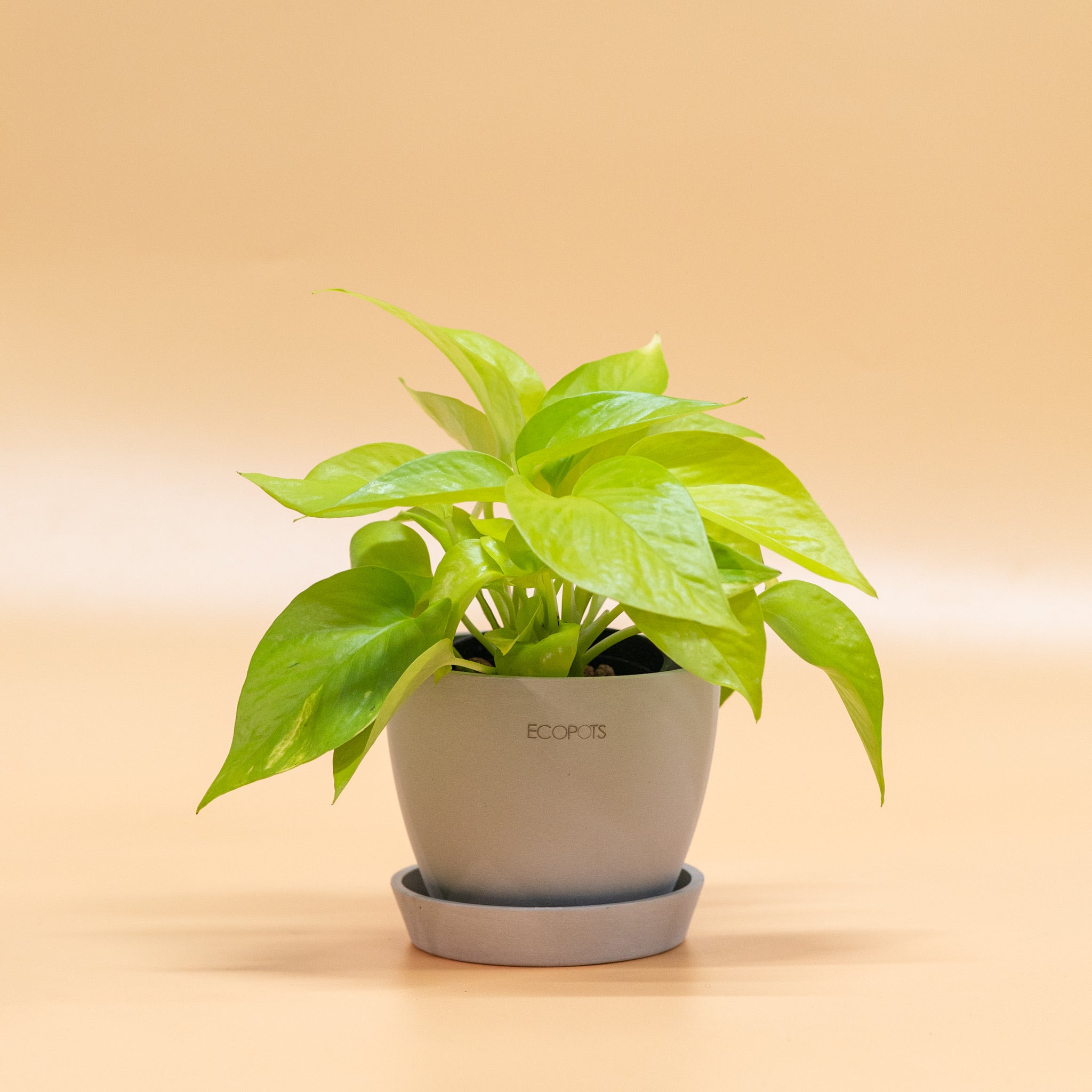 pothos leca Neon Pothos in LECA
