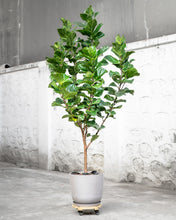 Load image into Gallery viewer, Fiddle Leaf Fig &#39;Bambino&#39; (XL) in Ecopots