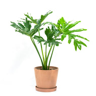 Selloum (M) in Nursery Pot