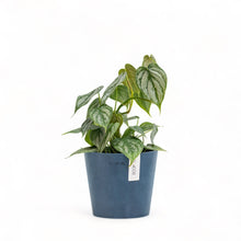Load image into Gallery viewer, Philodendron Brandtianum (S) in Ecopots