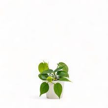 将图片加载到图库查看器，Heartleaf Philodendron (XS) in Ecopots