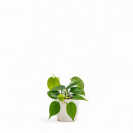 Heartleaf Philodendron (XS) in Ecopots