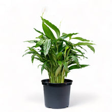 将图片加载到图库查看器，Peace Lily (M) in Nursery Pot