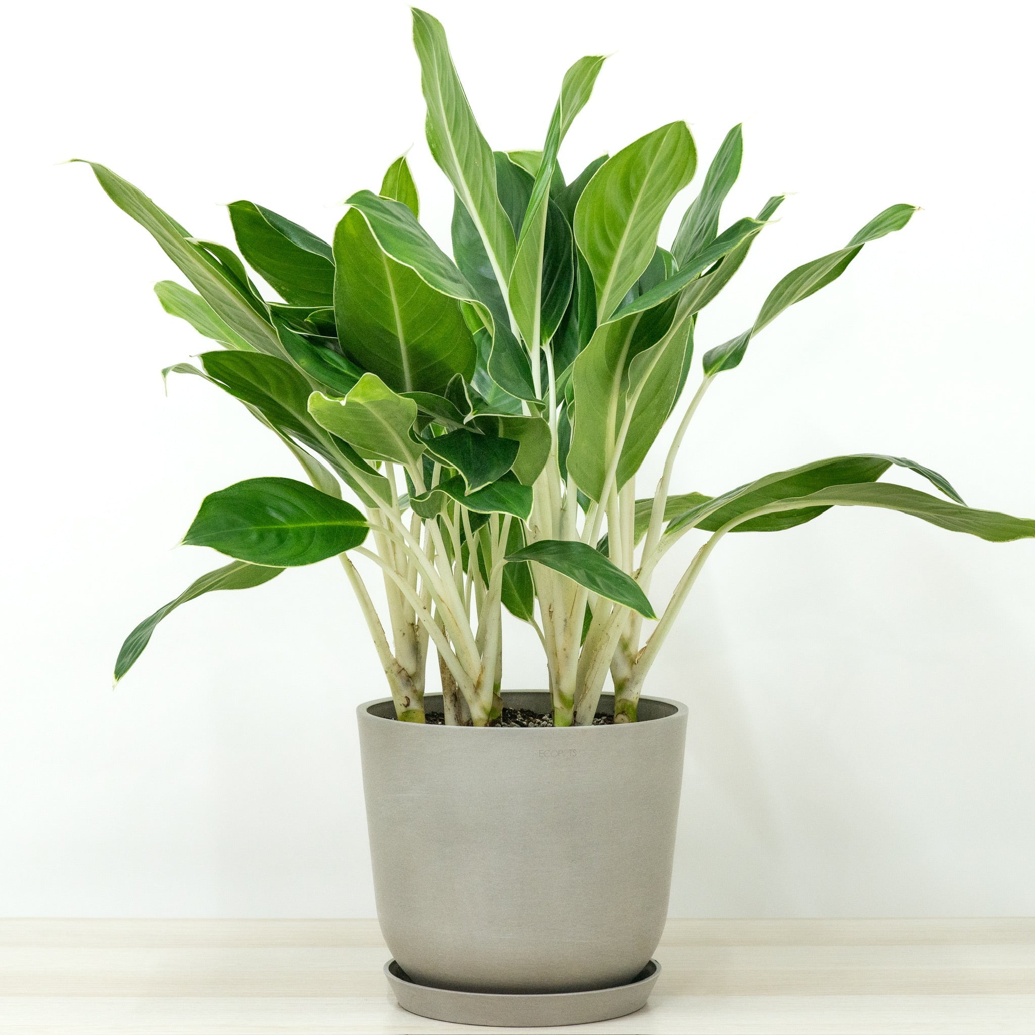 vigoro aglaonema white edge Aglaonema White Edge (M) in Nursery Pot – Shopleaf Plant Studio